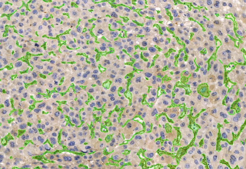 Dynamic Content Image